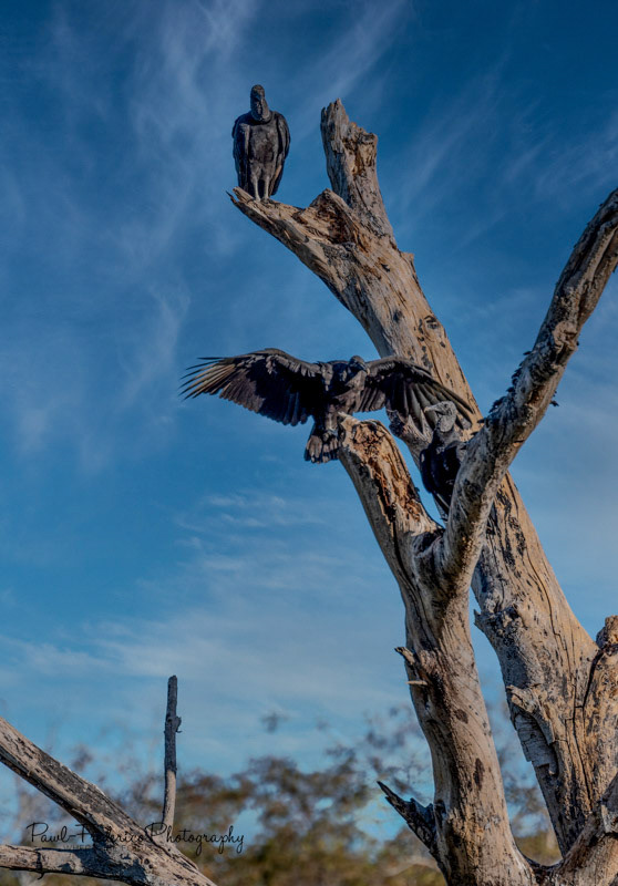 Beware of the Black Vultures