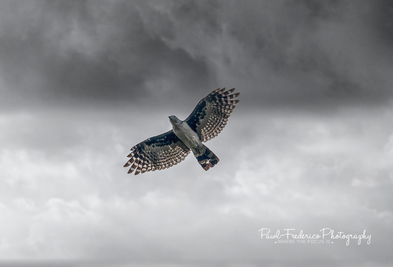 Grey-headed Kite