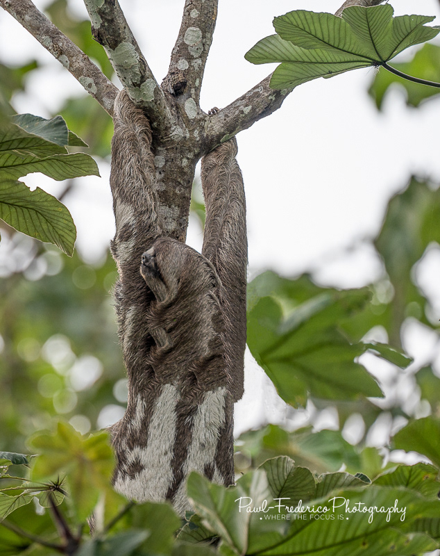Three-toed Sloth - Peruvian Amazon