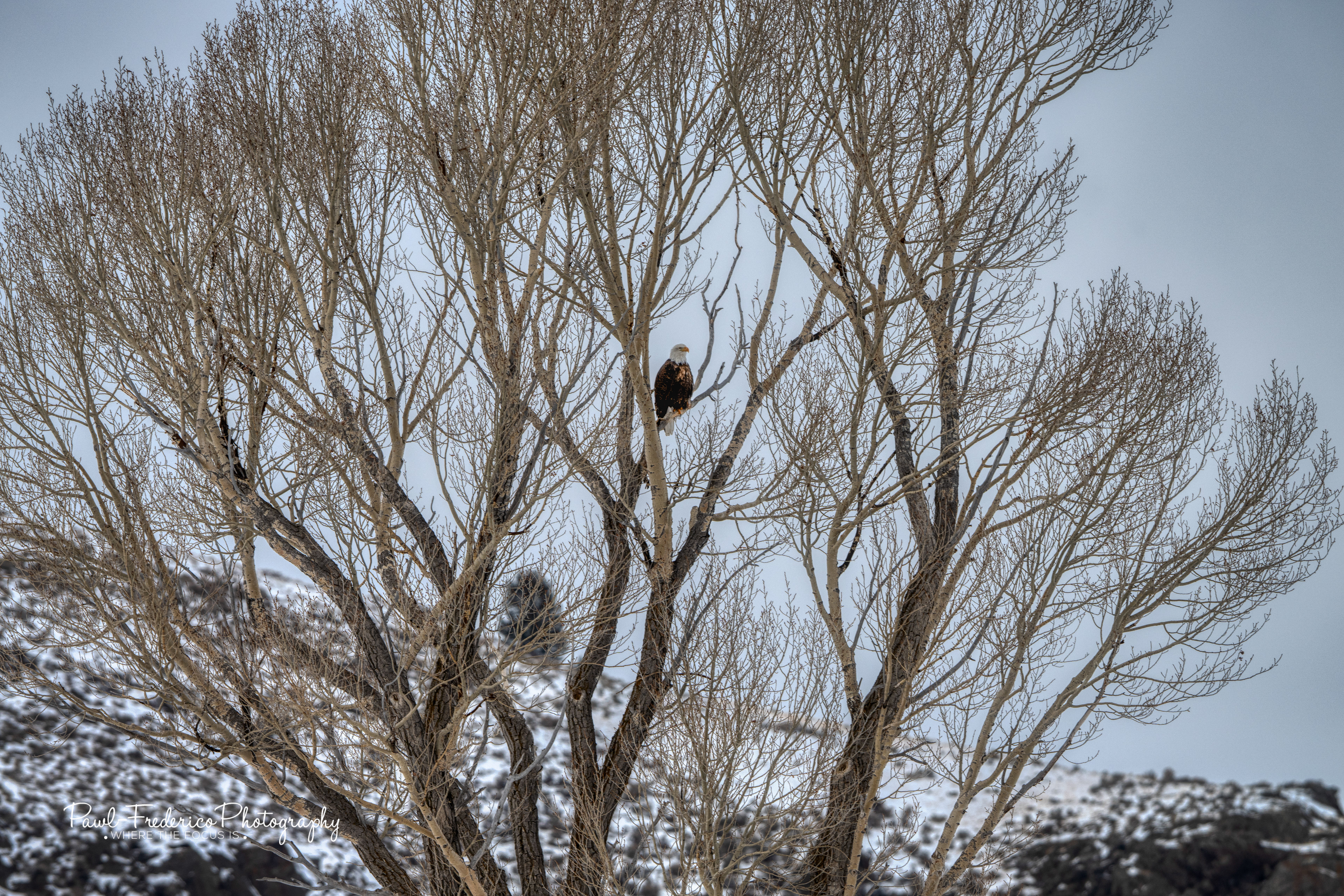 Bald Eagle