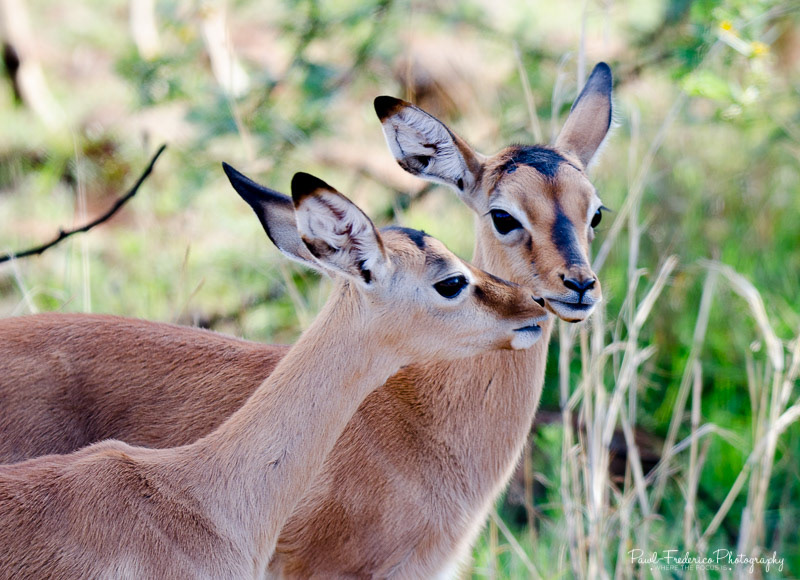 Kisses - S. Africa