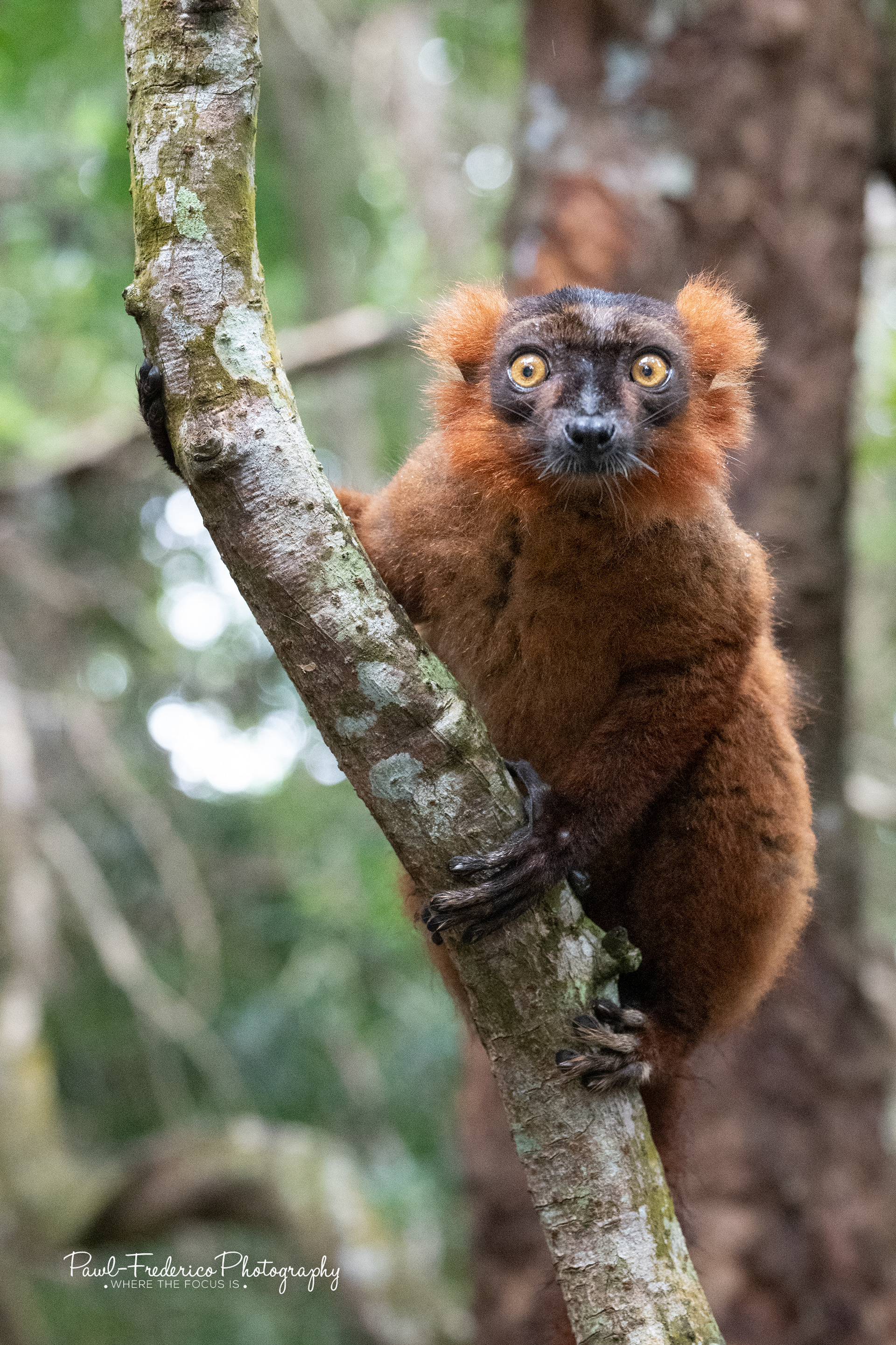 Red-ruffed Lemur