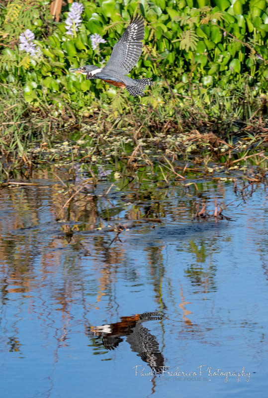 Ringed Kingfisher in Flight