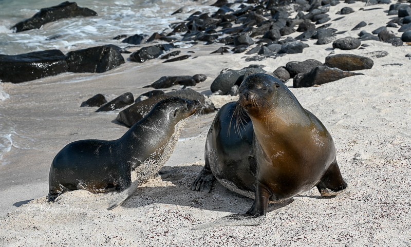 A Mother's Love - Espanola Island, Galapagos