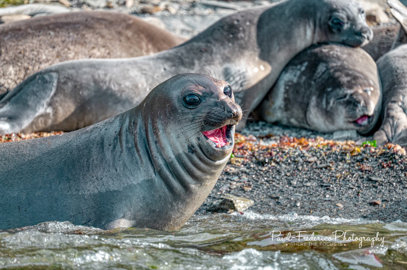 Baby Elephant Seal - S. Georgia Island