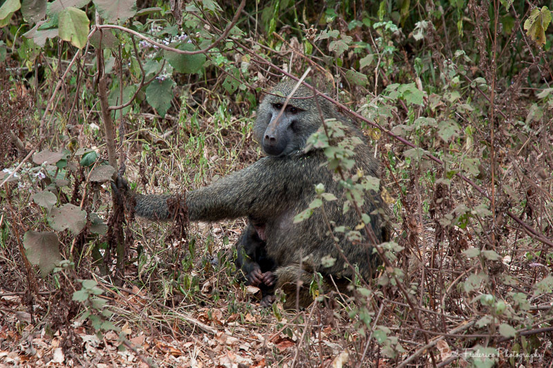 Baboon Under Mamma's Eye - S. Africa