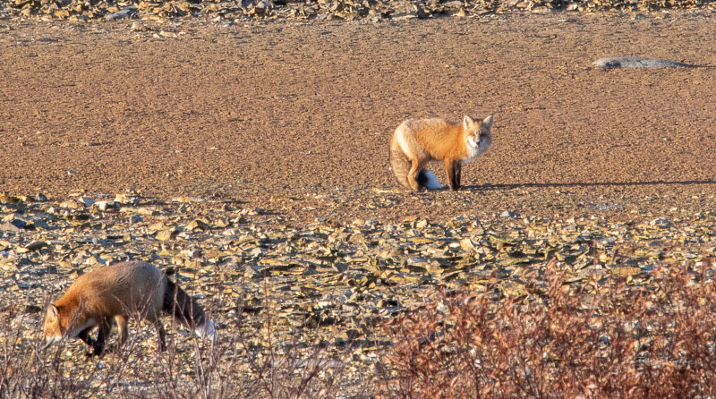 Rex Foxes - Candian Tundra