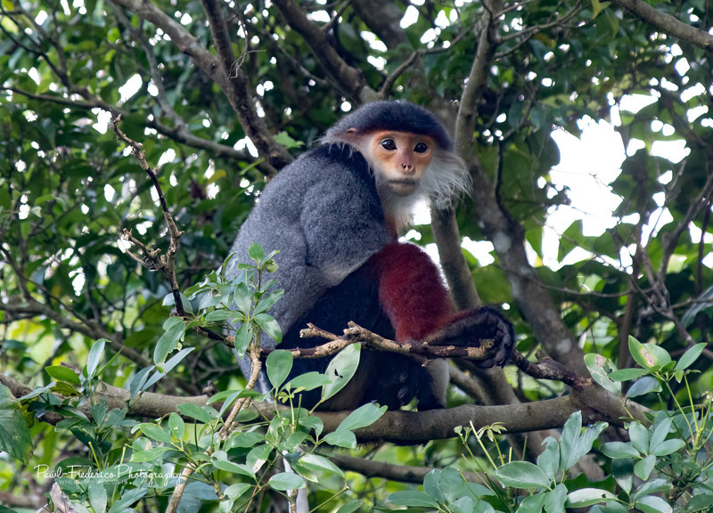 The Endangered Red Shanked Langur - Vietnam