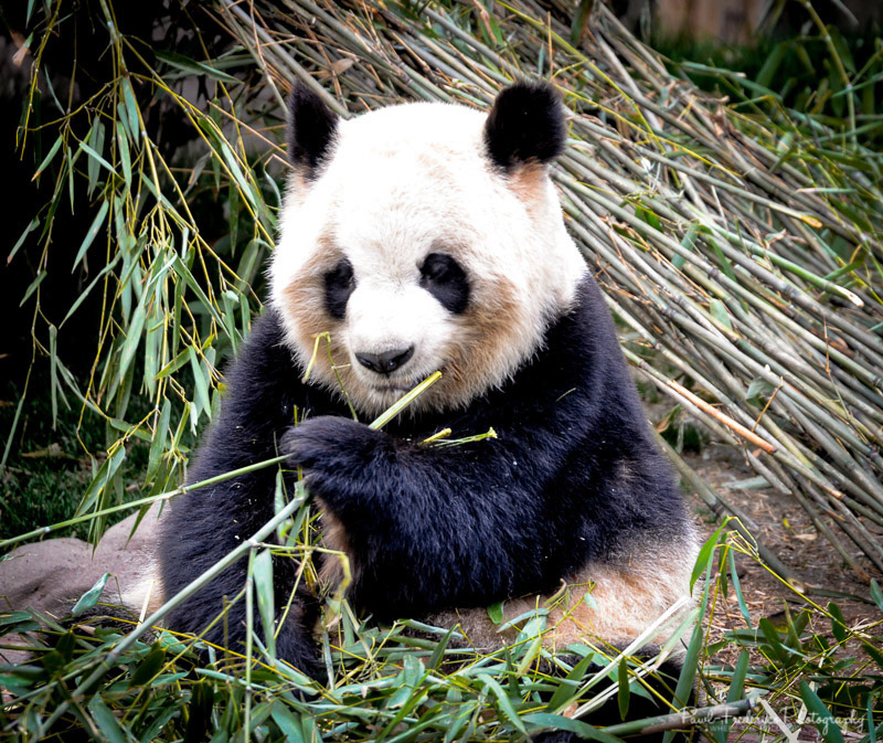 Sichuan province, China