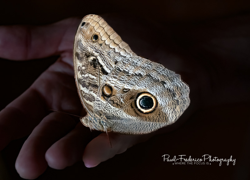 Owl-eyed Butterfly