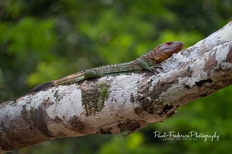 Caiman Lizard