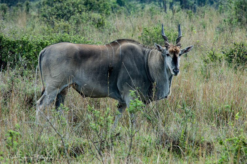 Kudu - S. Africa