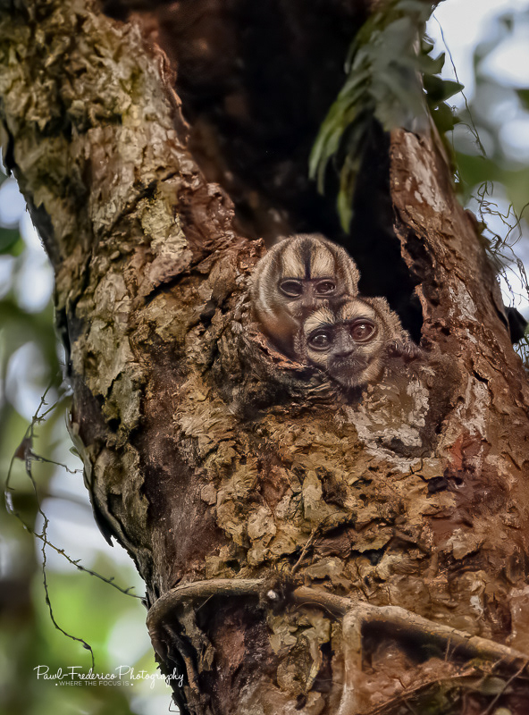 Night Owl Monkey Pair