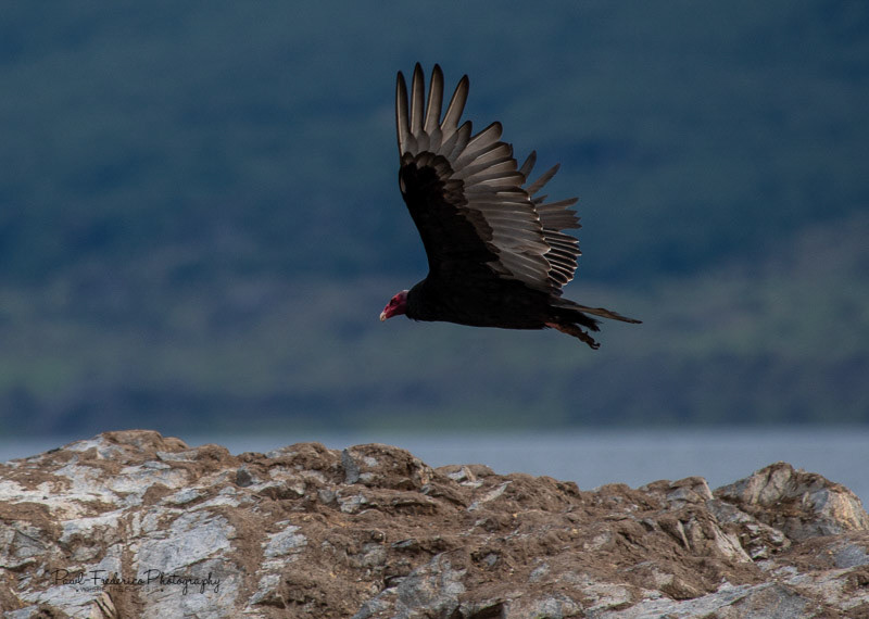 Vulture in Flight - Beagle Channel
