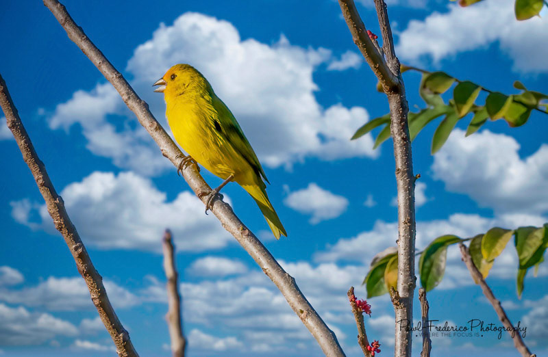 Saffron Finch - Brazil