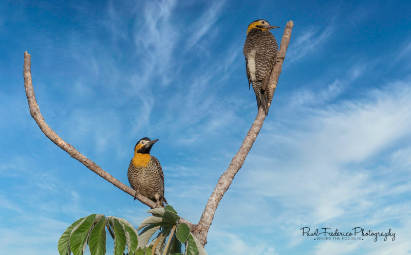 Campo Flicker - Brazil