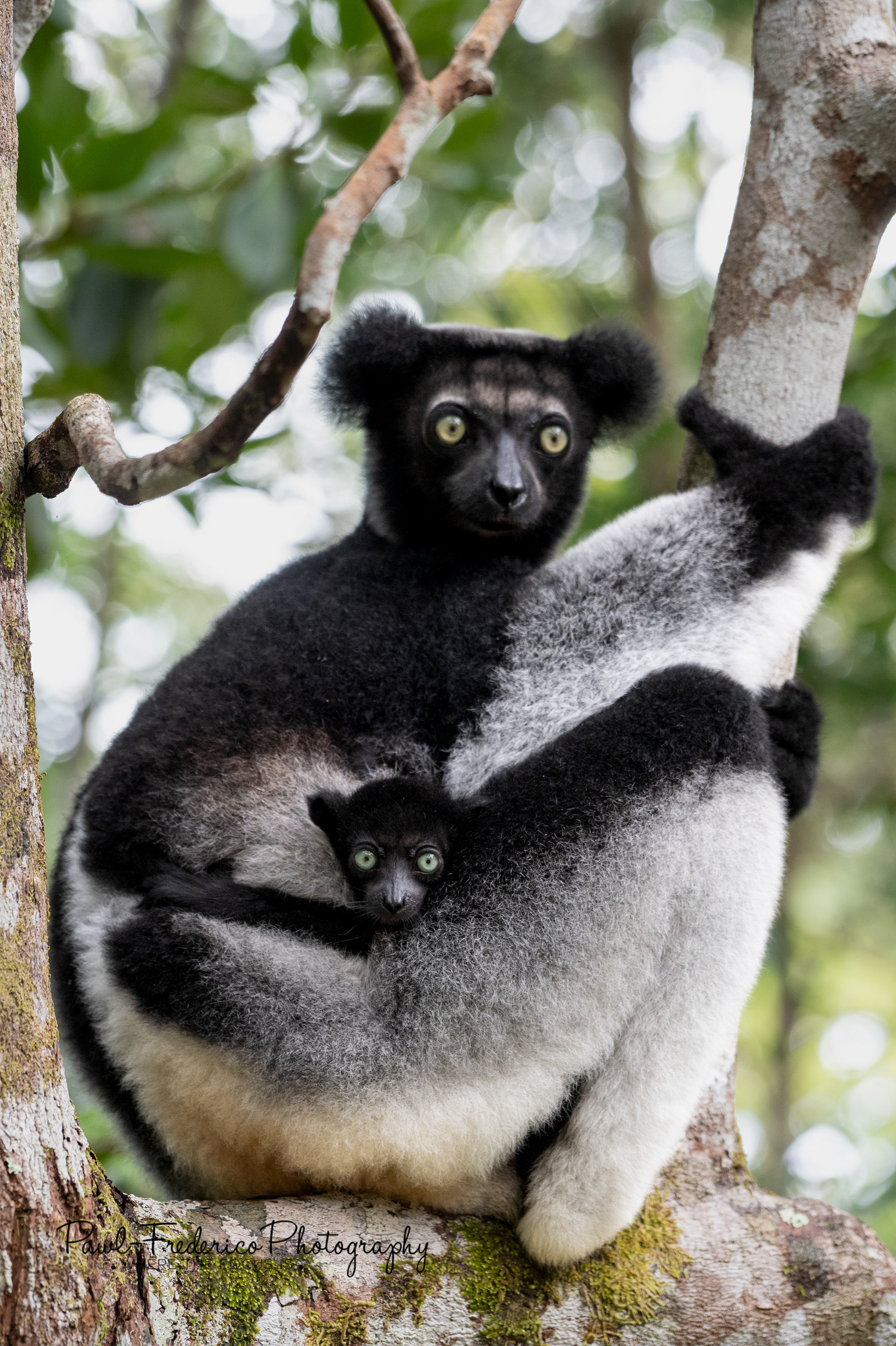 Indri Mamma & Baby