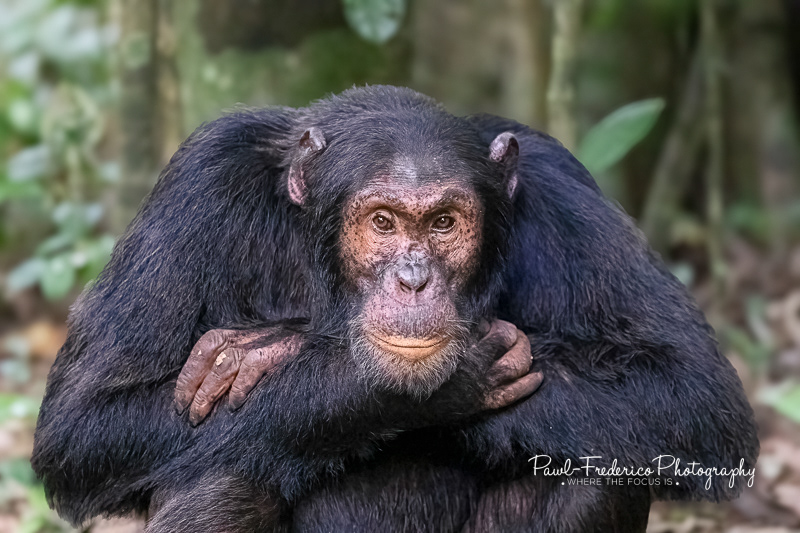 Chimpanzee Stares