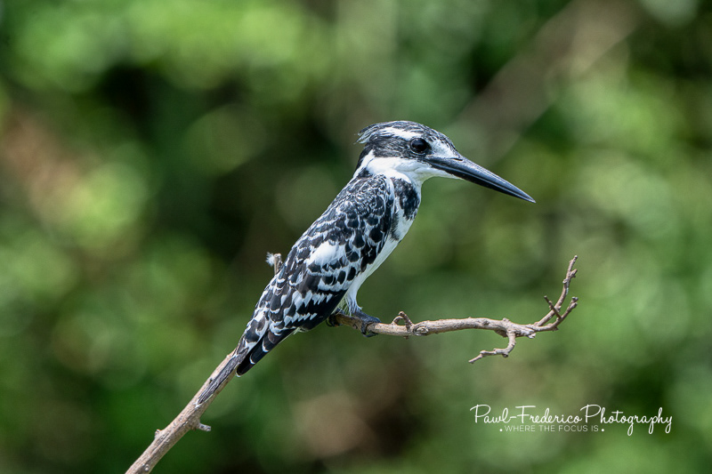 Pied Kingfisher