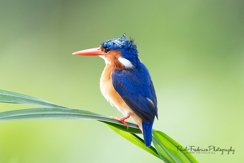 Malachite Kingfisher