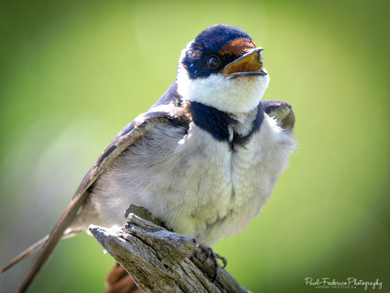White-throated Swallow - S. Africa