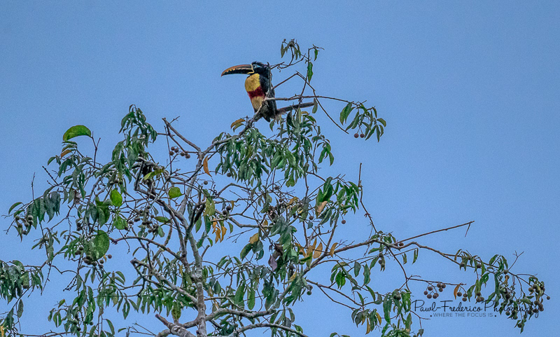 Chestnut-eared Aracari -Peruvian Amazon