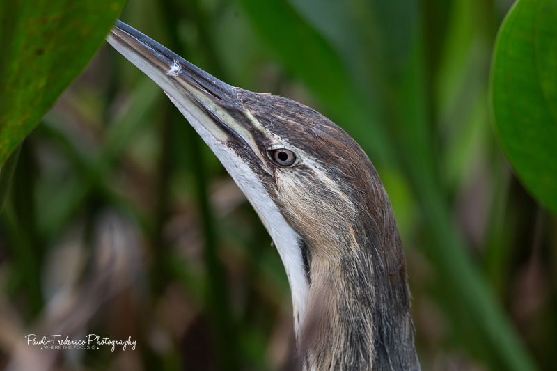 American Bittern