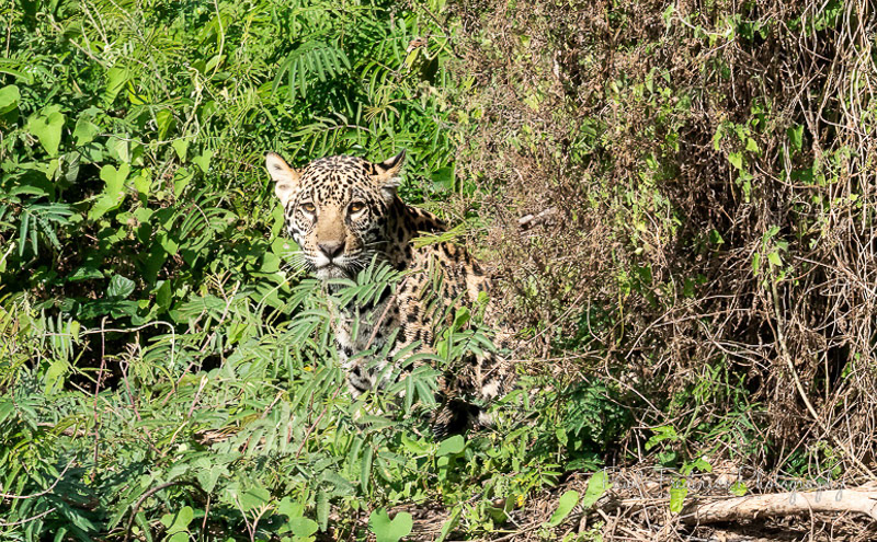 Baby Face Pantanal, Brazil