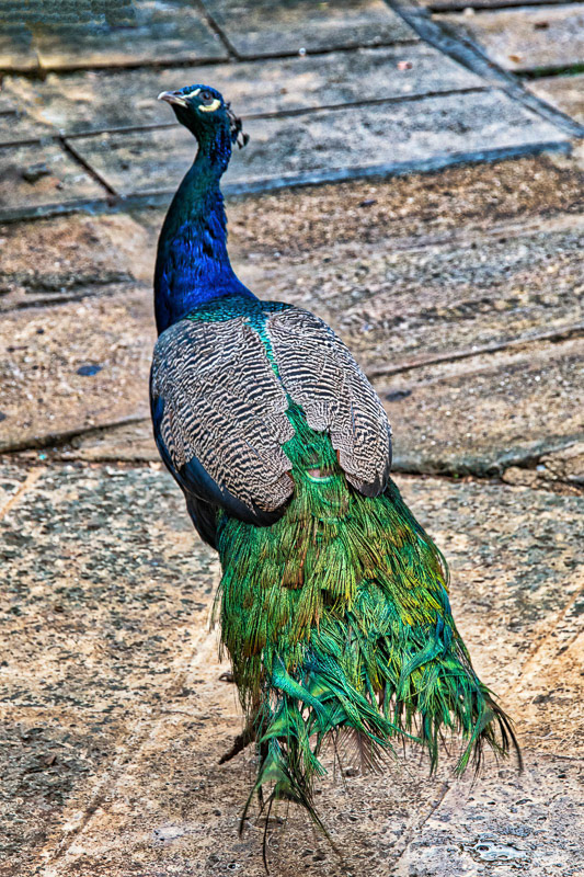 Peacock - Cuba