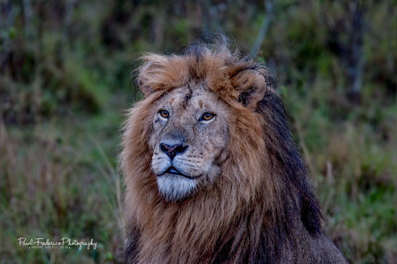 Old King - S. Africa