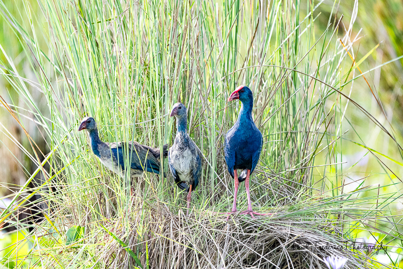 Purple Swamphens Nesting