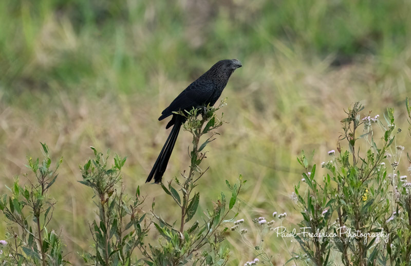 Smooth Billed Ani - Brazil