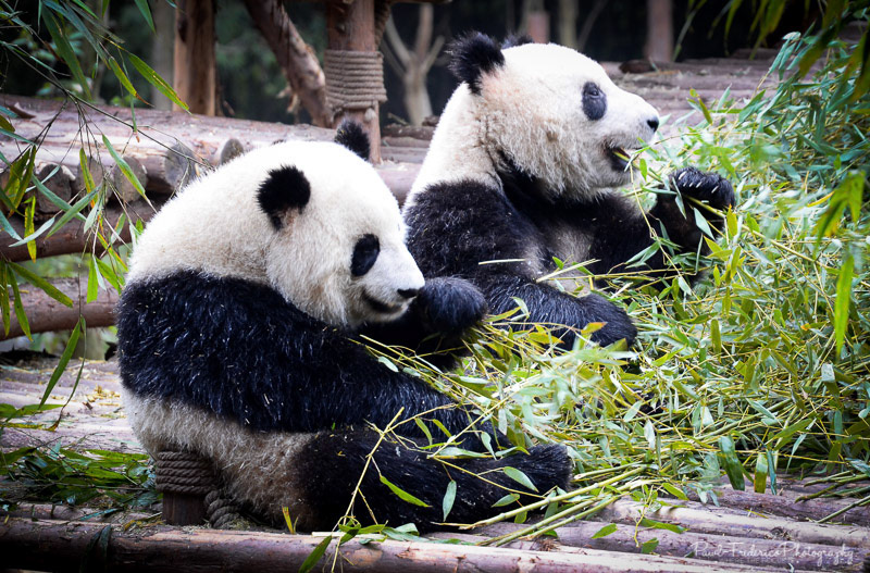 Pandaaaaaaaas - Chengdu, China