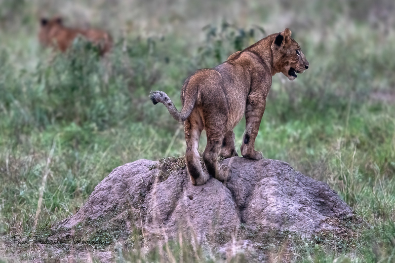 "Someday I'll Be King" 