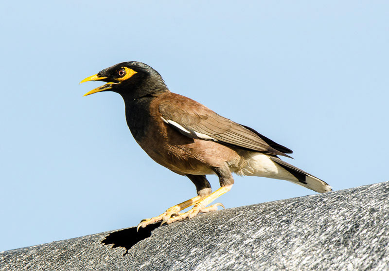 Common Myna - S. Africa