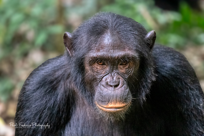 Chimpanzee