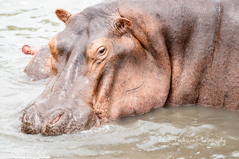 Hippo Head