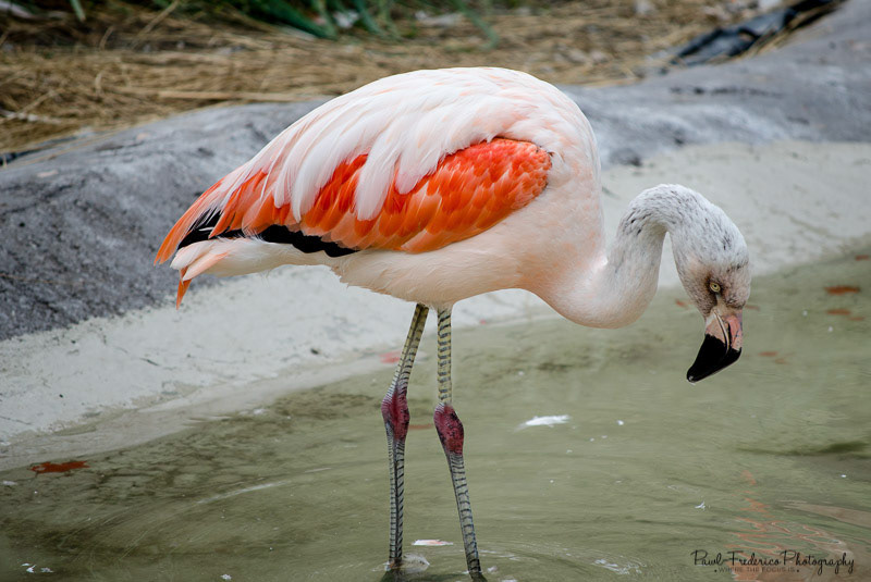 Flamingo