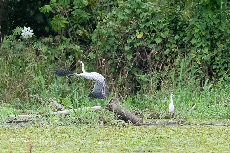 Blue-capped Heron - Peruvian Amazon