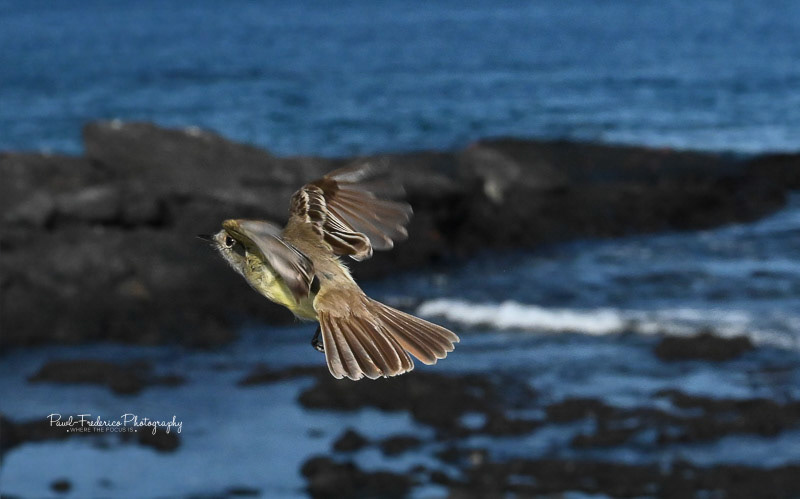 Genovese Flycatcher - Galapagos