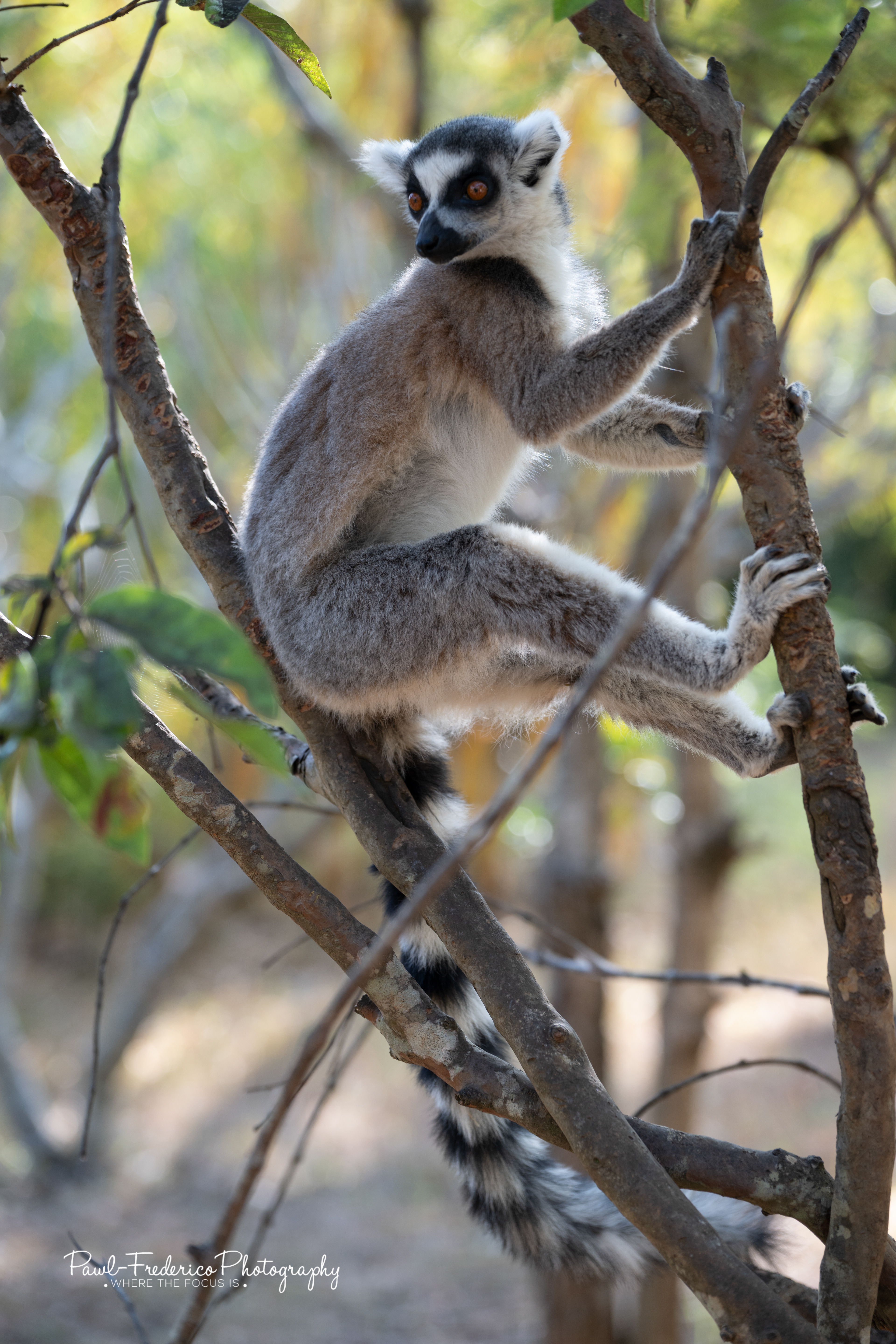 Ring-tailed Lemur