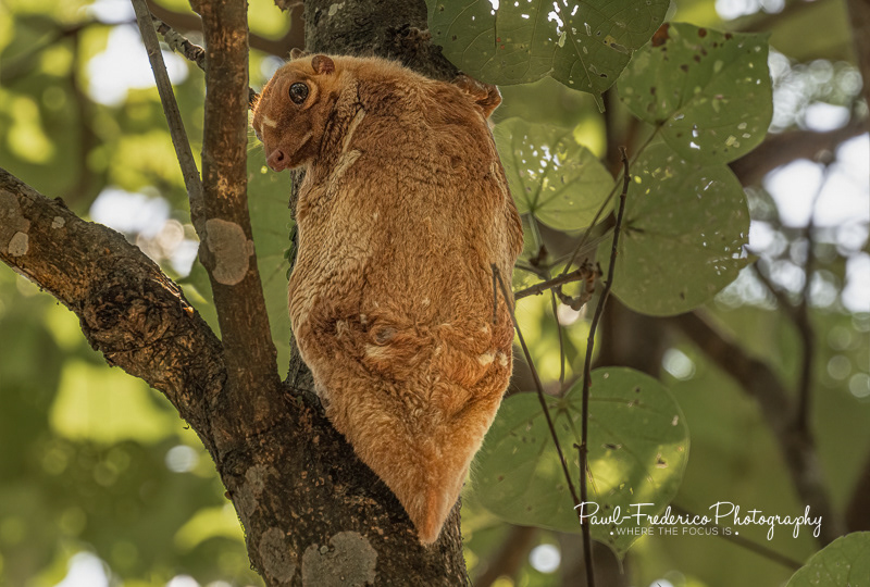 Colungo aka Sunda Flying Lemur - Borneo
