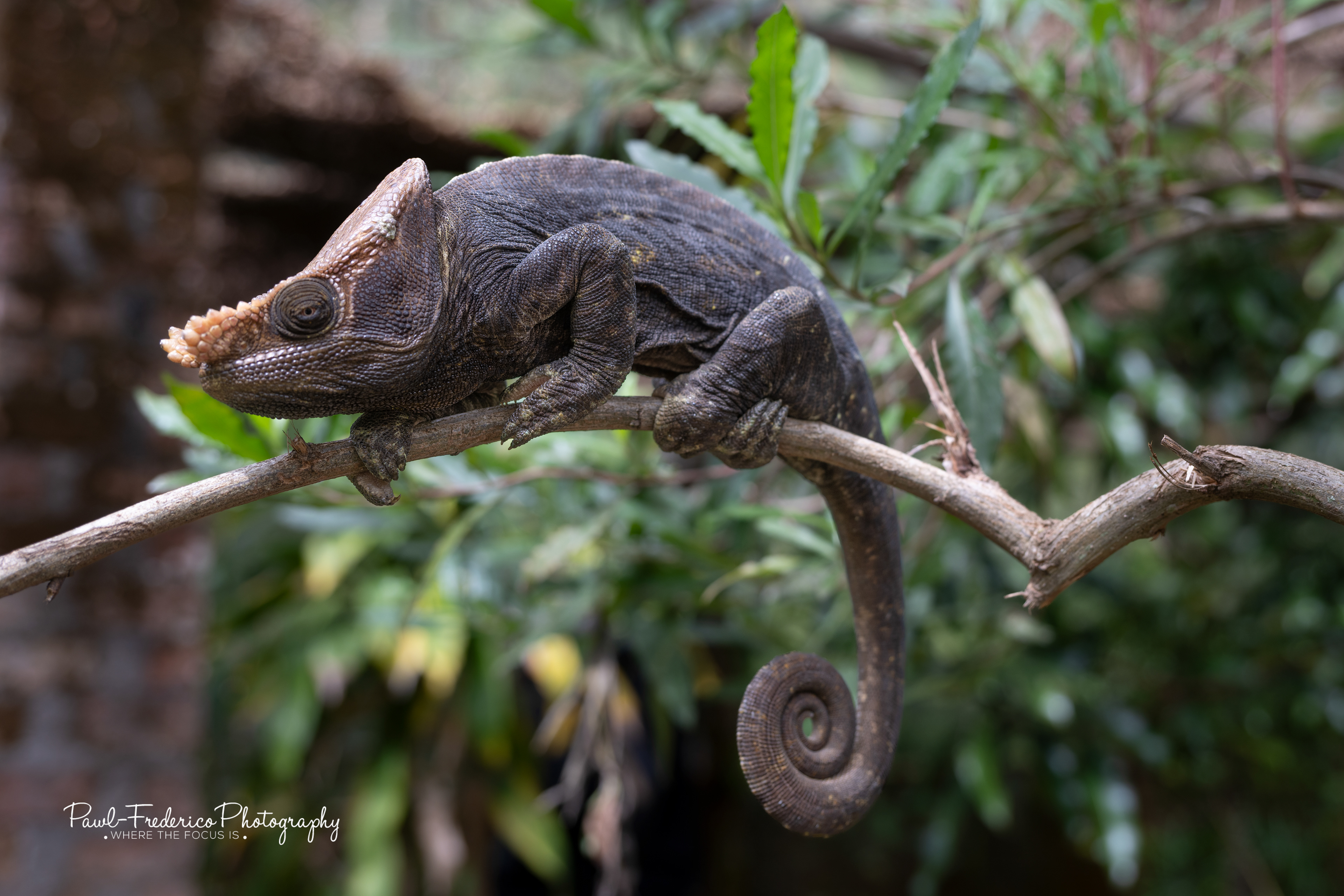Parson's Chameleon - Madagascar