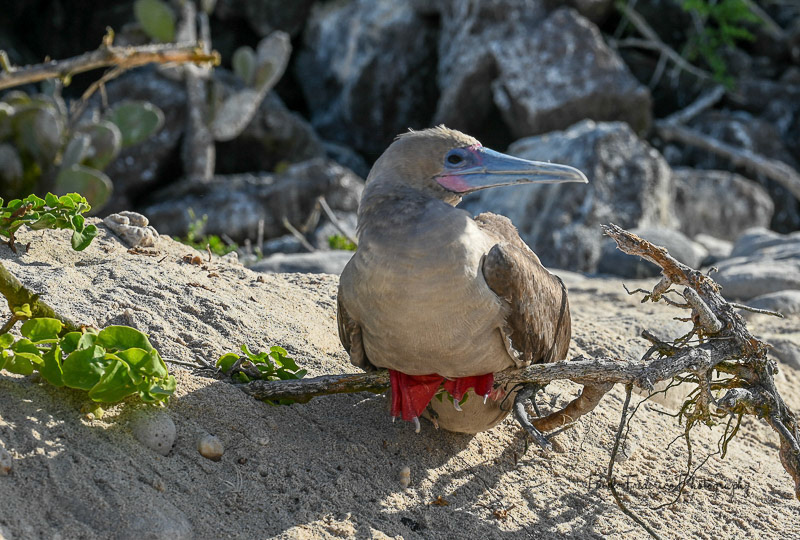 Red Footed Booby - Galapagos