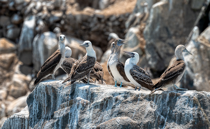 Blue Booby lost amongst Peruvian Boobies - Peru