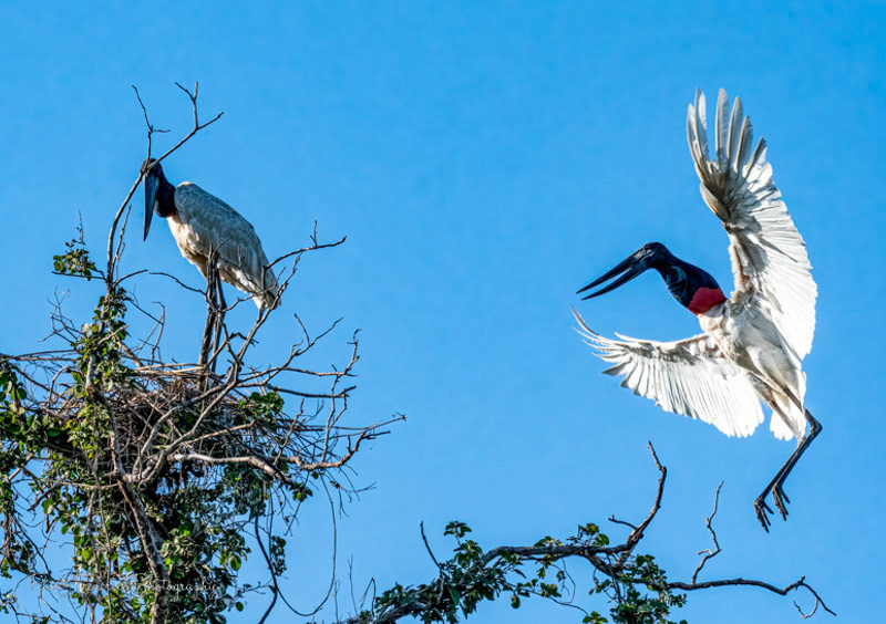 Jabiru Stork - Brazil