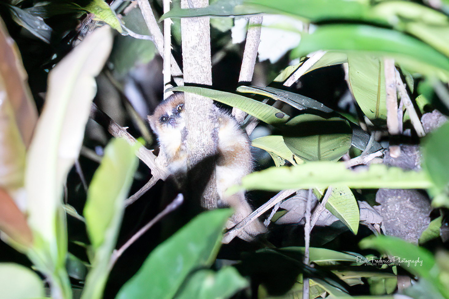 Goodman's Mouse Lemur