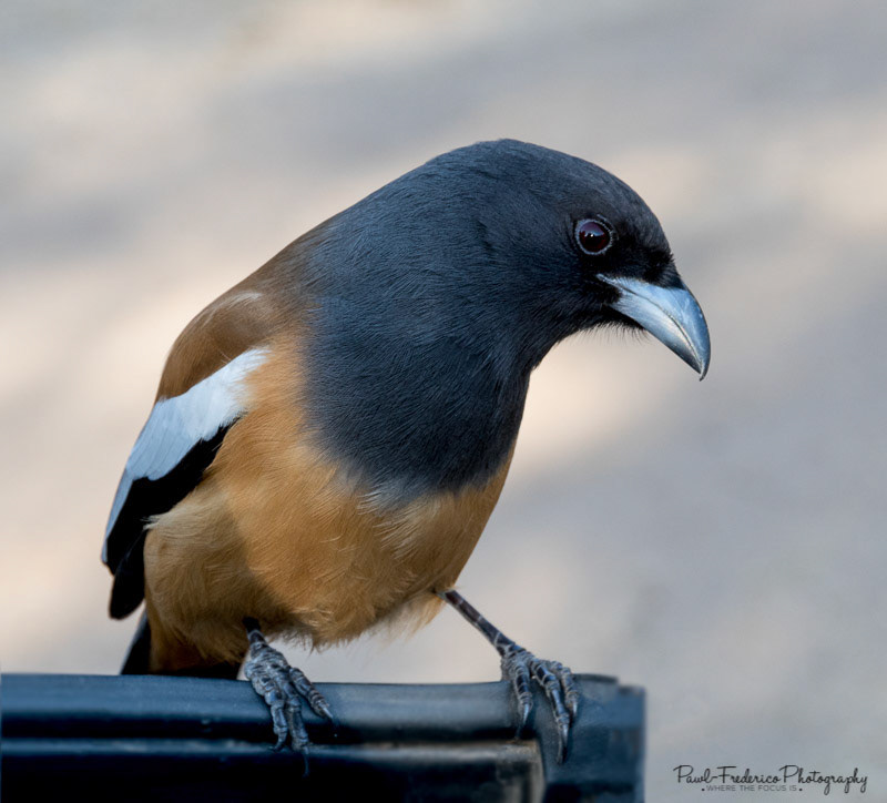 Rufous Treepie - India