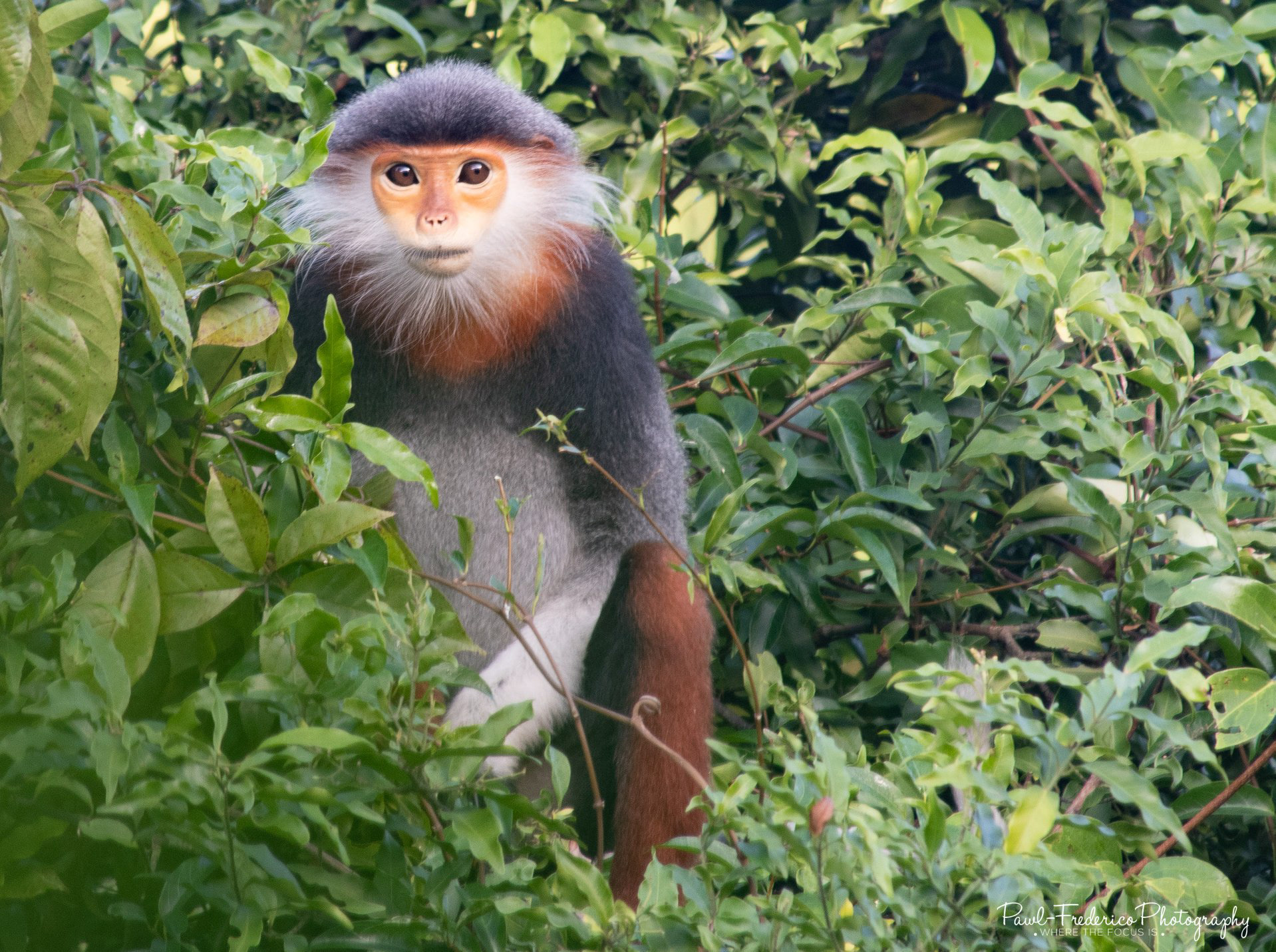 The Endangered Red Shanked Langur - Vietnam