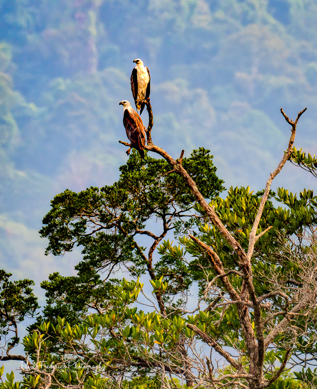 White-bellied Sea Eagles - Borneo